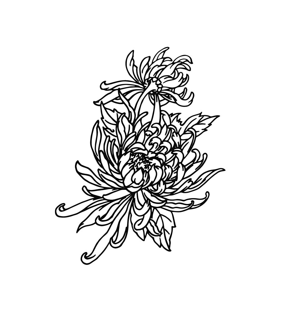 Spider Lily
