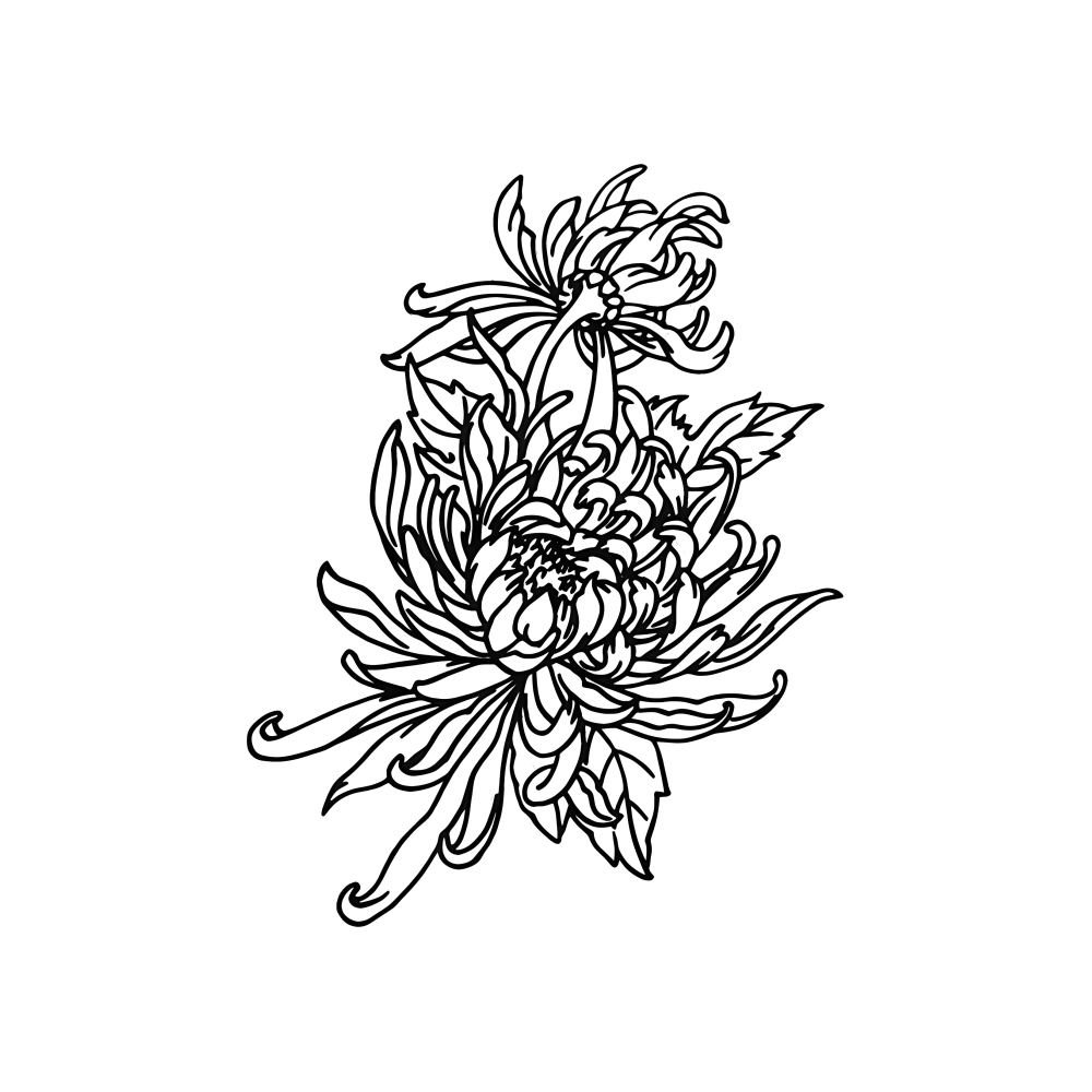 Spider Lily