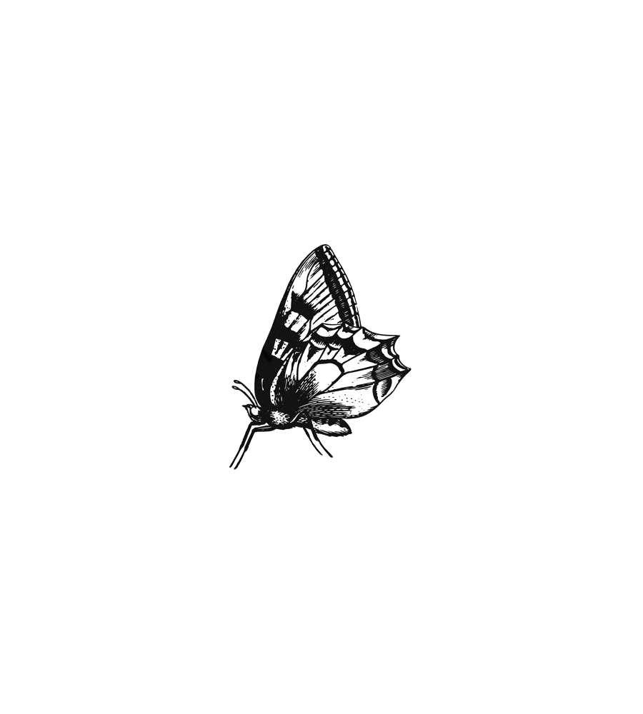 Night Moth