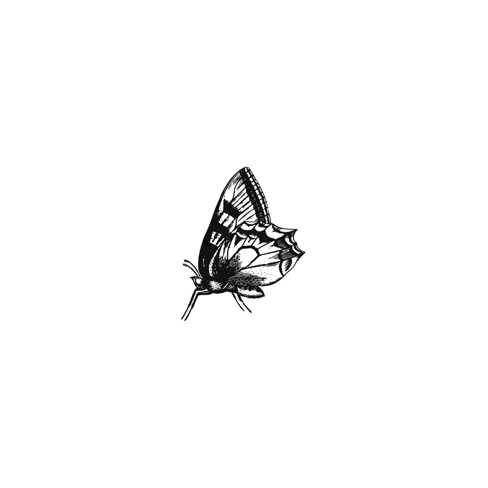 Night Moth